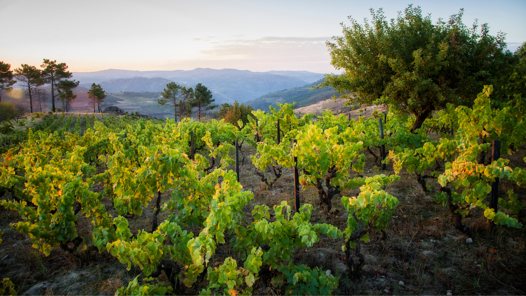 Douro